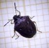 Eysarcoris ventralis